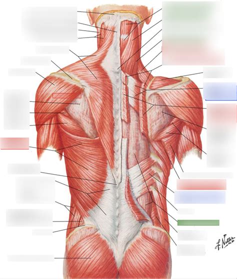 Back Muscle 的图像结果