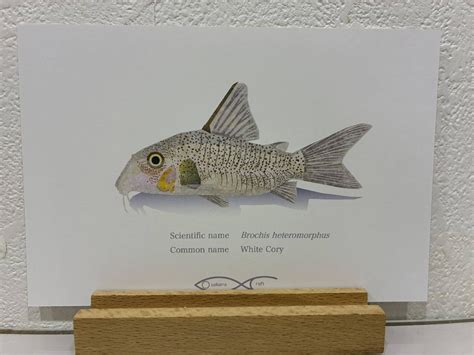 Brochis heteromorphus Postcard | Osakanacraft