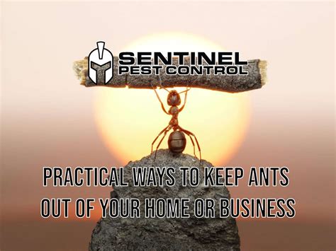 Practical Ways to Keep Ants Out of Your Home or Business