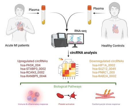 Remodeling of the circRNA Landscape in Myocardial Infarction Integrates ...