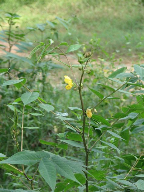 ATLAS of Medicinal Plants In Gandhamardan