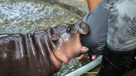 Mars Pygmy Hippo