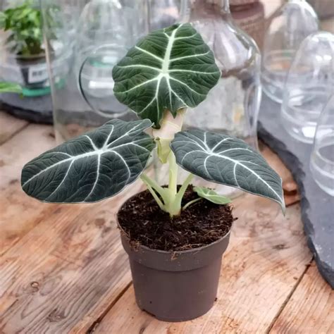 https://greenboog.com/wp-content/uploads/2023/05/Alocasia-Black-Velvet-1024x1024.webp?utm_source=chatgpt.com