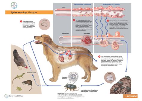 What Is The Life Cycle Of Roundworms In Dogs