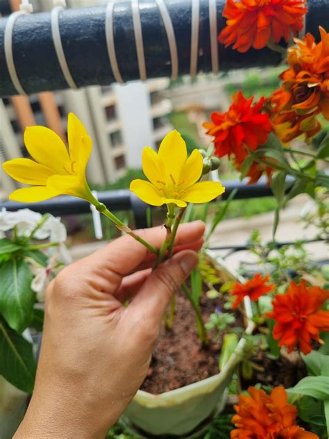 Urban Gardens Rain Lily Yellow (Zephyranthus Sulphurea) - Set Of 5 ...