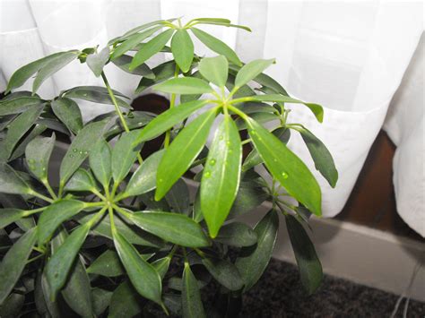 Umbrella Plant, Octopus Plant, Schefflera Are One In The Same