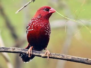 Red Avadavat - eBird
