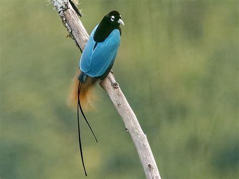 The Blue Bird Of Paradise