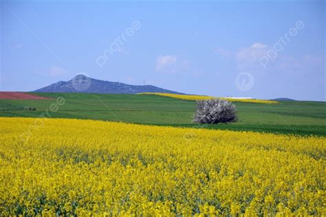 Plain Spring Background 的图像结果