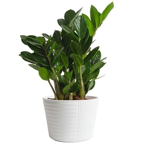 Image result for Sturdy Python Safe Plants