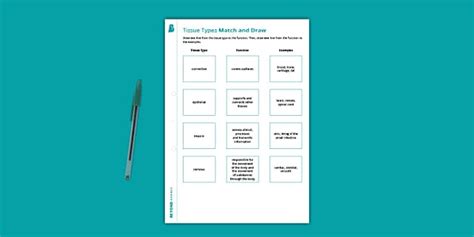 Animal Tissue Types Match and Draw KS3 Beyond Science