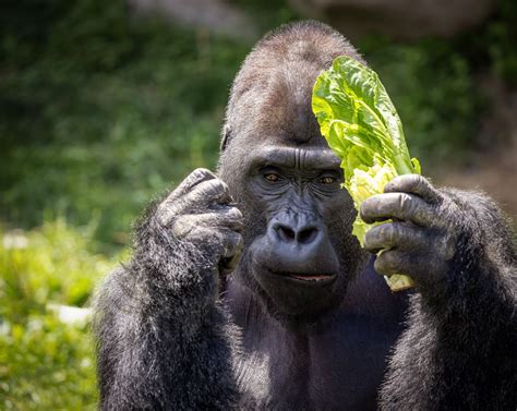 Western Lowlands Gorillas | Zoo de Granby