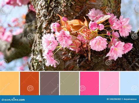 Spring Color Matching Palette. Pink Sakura Flowers, Cherry Blossoms ...