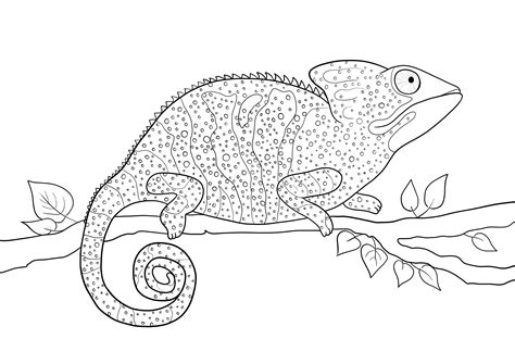 Chameleon Coloring Page Printable - Free coloring pages to print