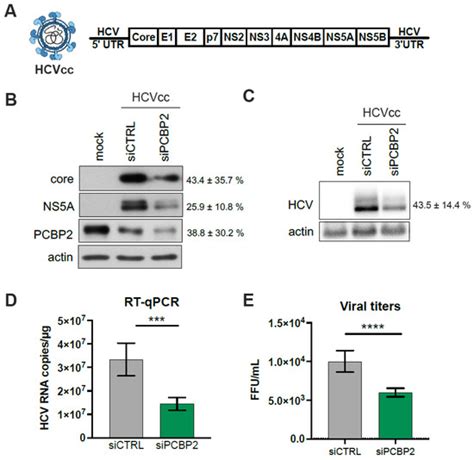 Poly(rC)-Binding Protein 2 Does Not Directly Participate in HCV ...