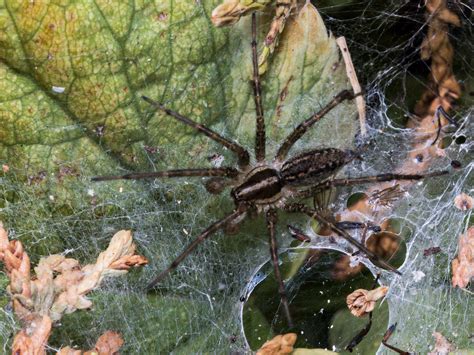 Should I Be Afraid of Wolf Spiders?