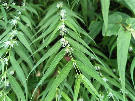 Pentasacme caudatum Wall. ex Wight | Plants of the World Online | Kew ...