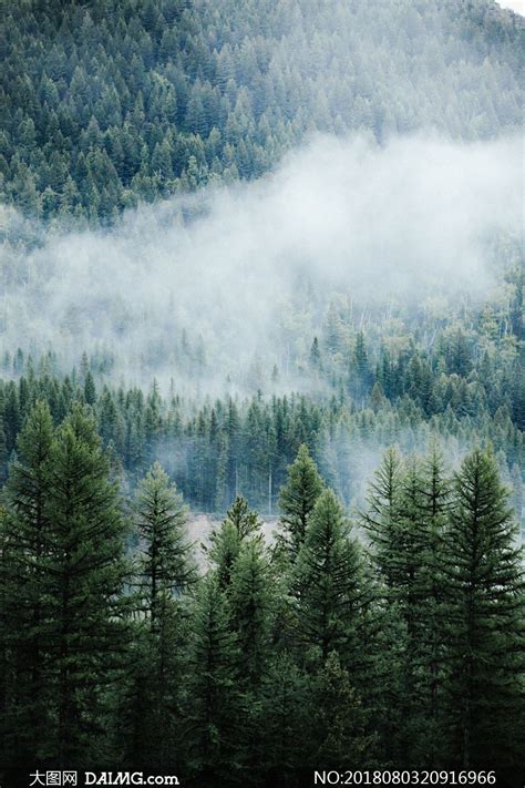 山间浓雾中的树林风光摄影高清图片_大图网图片素材