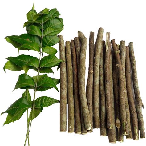 Buy BuyandCheers Natural Neem Chew Sticks/Tree Datun Twigs Organic ...