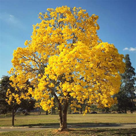 Caribbean Silver Golden Bell Trumpet Tree Yellow 'Tabebuia Argentea ...