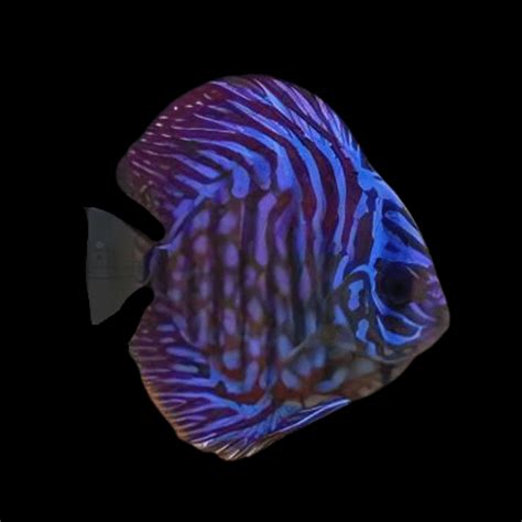 Image result for Rare Discus Fish