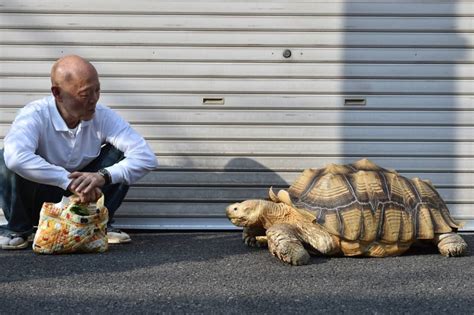 网民拍下新山uncle“遛乌龟”奇景！日本也有溜乌龟的老爷爷！ | TTN 谈谈网