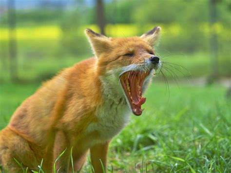 日本牧场“以狐为本”，靠门票收入供养数十只狐狸，每只都有名字
