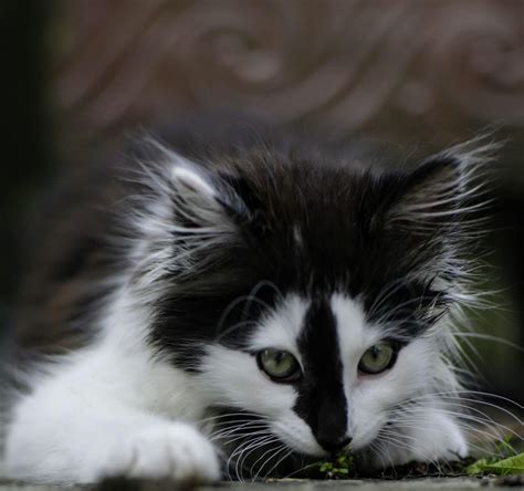 Image result for Cladding Insect Barrier