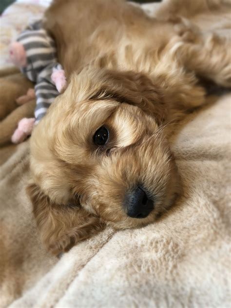 Image result for Cockapoo Apricot Color