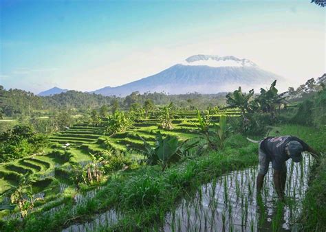 https://static.thehoneycombers.com/wp-content/uploads/sites/4/2020/07/Rice-Fields-1-things-to-do-and-see-in-Sideman-Valley-Bali-Indonesia.jpeg