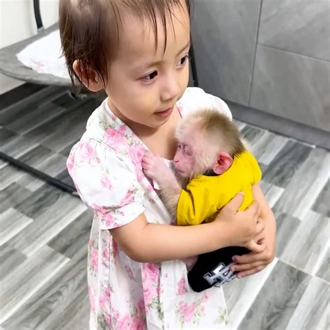 Image result for Monkey Falling Off Tree