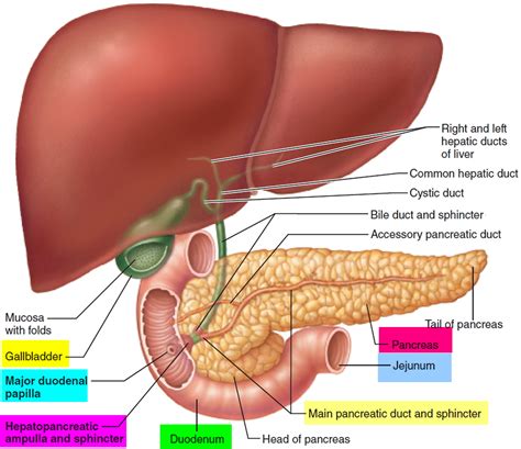 Small Intestine Location, Function, Length and Parts of the Small Intestine