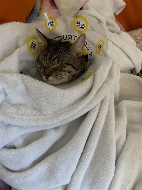 My precious SIC was neutered four days ago, and had been extremely ...