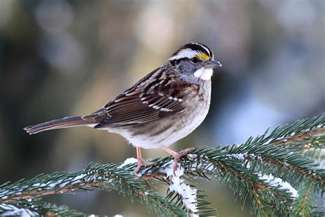 White Throated Sparrow These Sparrows Are Singing A New Song, In A