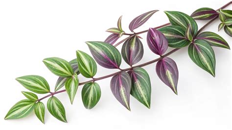The Vibrant Wandering Jew Plant: Care & Benefits