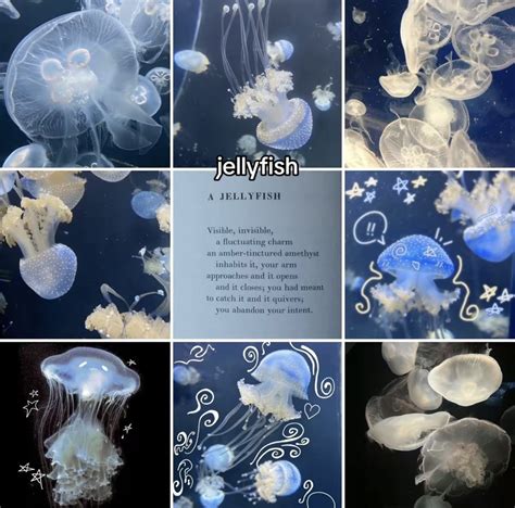 Pin by Jenny Alfonso on Myths and species | Types of jellyfish ...