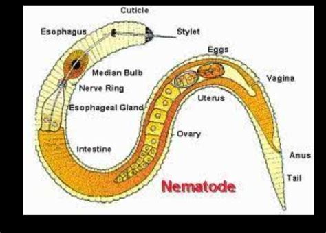 drawing of nematoda - Brainly.in