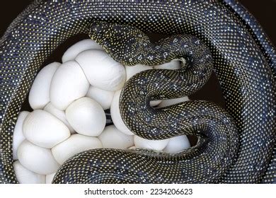 Image result for Australian Diamond Python