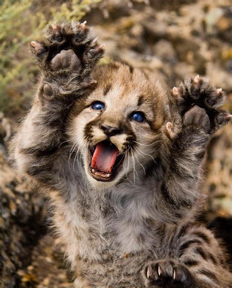 🔥 Dramatic mountain lion cub : r/NatureIsFuckingLit