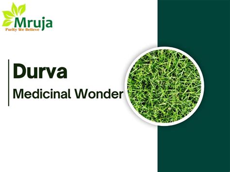 Durva (Cynodon dactylon): A Comprehensive Review of Ayurvedic and ...