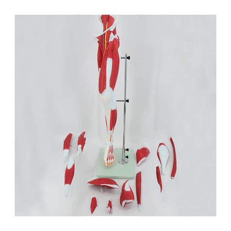 Image result for Leg Muscle Anatomy Model