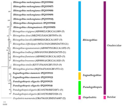 New Data on Rhinogobius chiengmaiensis and Rhinogobius mekongianus in ...