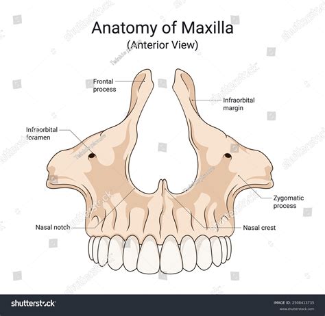 Anatomy Of The Maxilla Anatomy Of Maxilla And Its Development_ORIGINAL