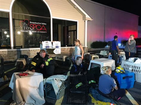 Photos Show Extensive Crash Damage To SPCA, Driver, Animals Killed ...