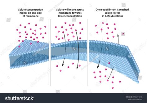 Image result for Diagram of Concentration Gradient