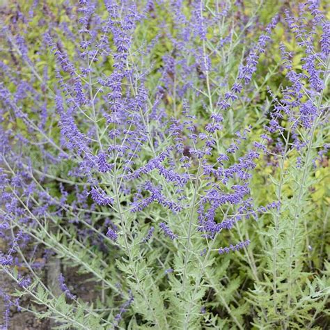 Perovskia atriplicifolia - Russian Sage | Western Star Nurseries