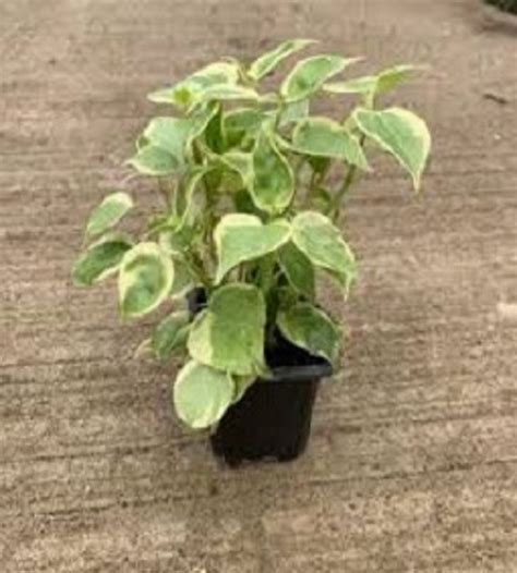 Cupid Peperomia | TheGreenyard.in