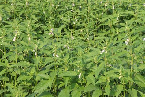 Image result for SE Samo Tree