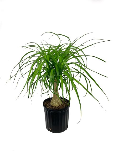 Ponytail Palm - Live Plant in a 10 Inch Pot - Beaucarnea Recurvata - B ...