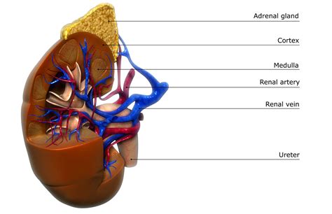 Renal Vein: Anatomy, Function, and Significance
